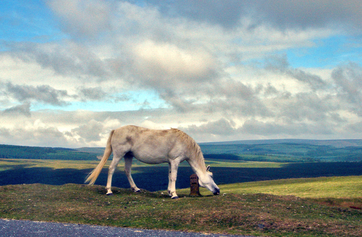 Chasin' wild horses (Fot. Paweł Rost)