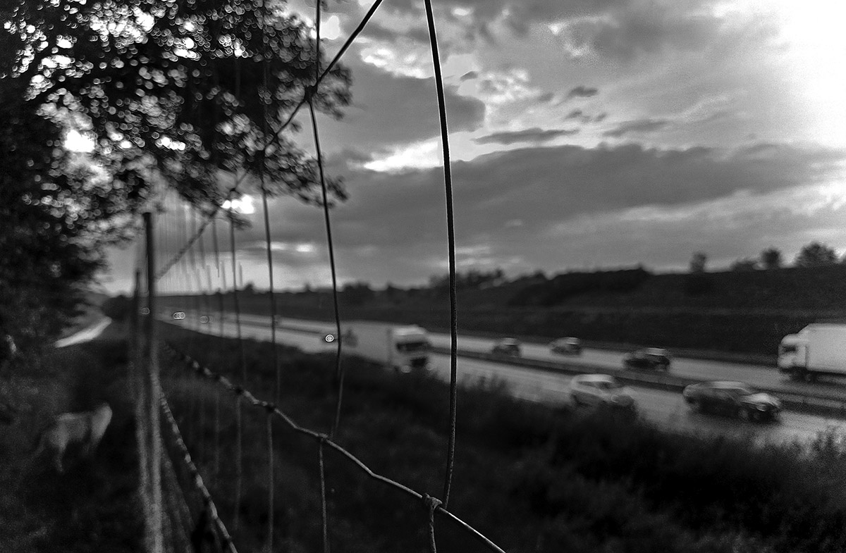 Born To Run (fot. Paweł Rost)